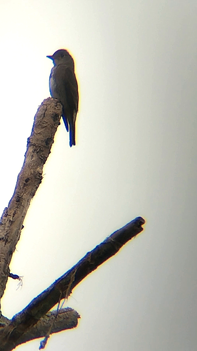 Olive-sided Flycatcher - ML646241310