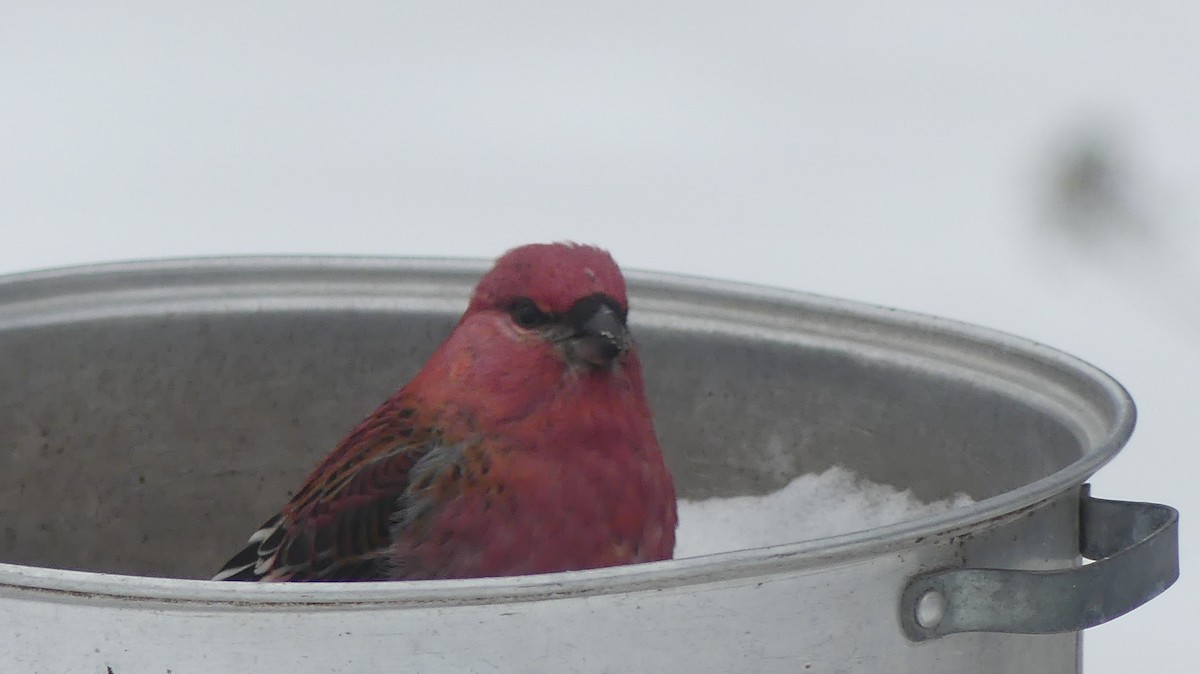 Pine Grosbeak - ML646241319