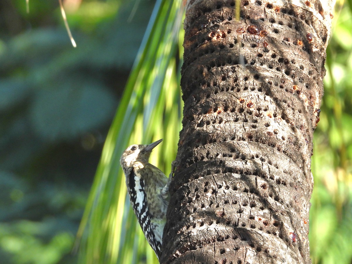 Yellow-bellied Sapsucker - ML646241327