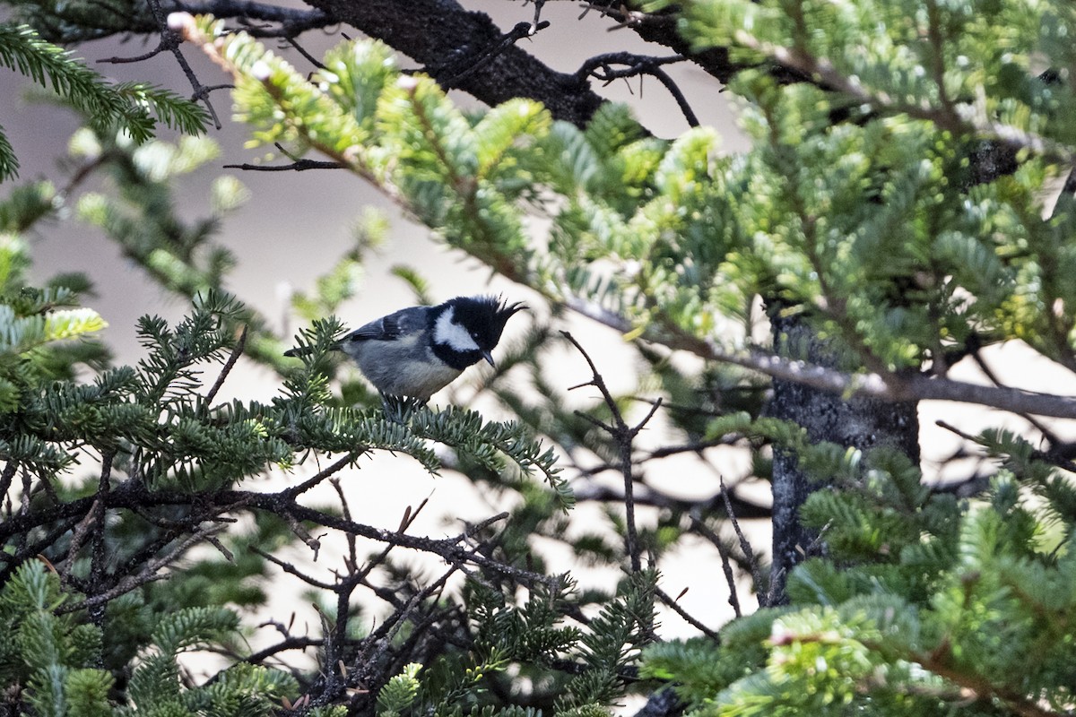 Coal Tit (Himalayan) - ML646241328