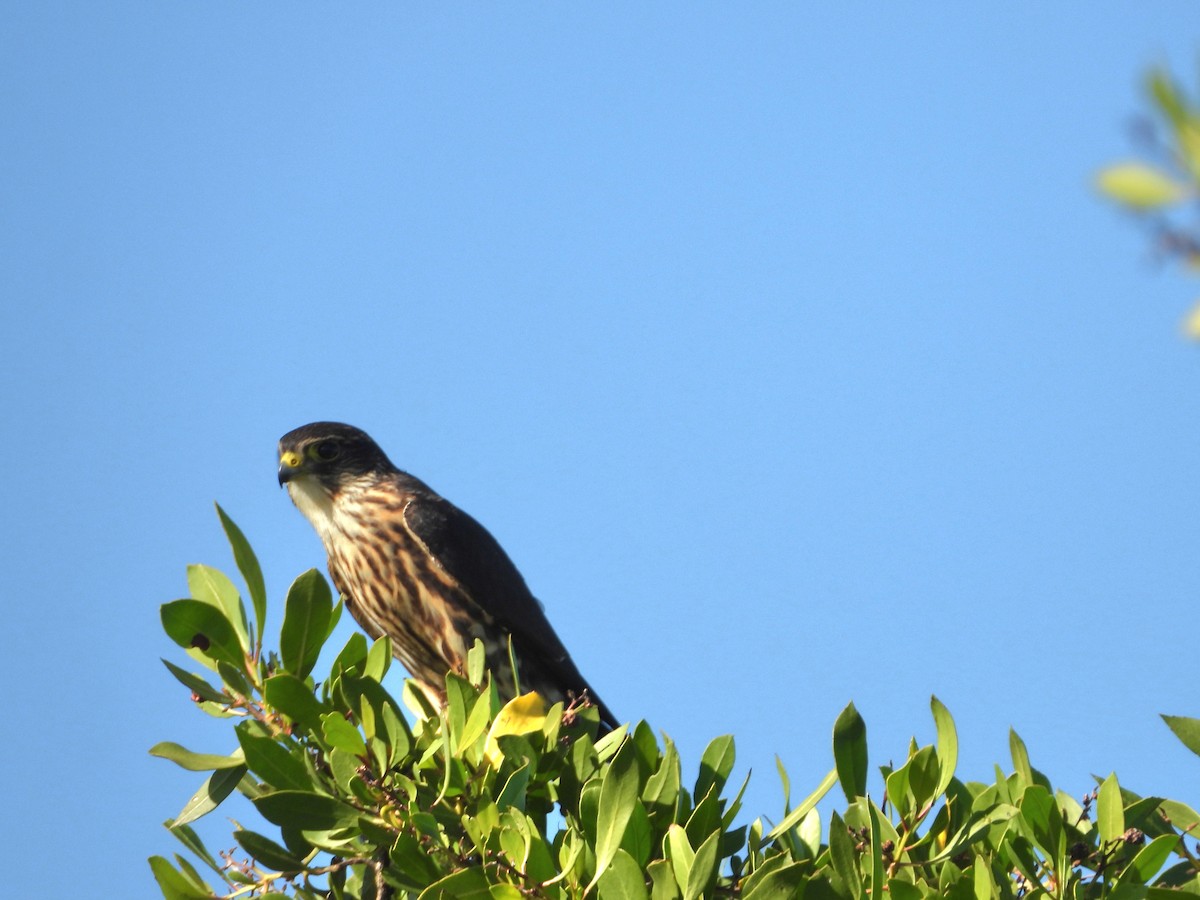 Merlin - ML646241334