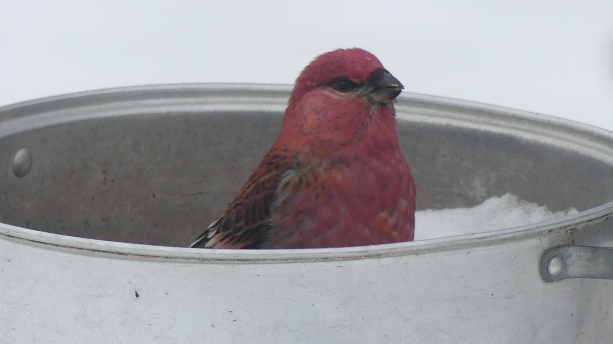 Pine Grosbeak - ML646241335