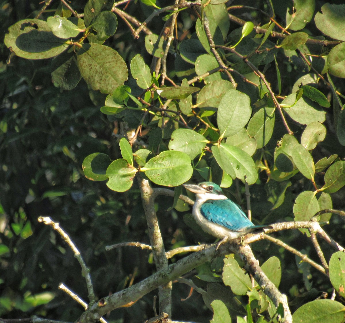 ledňáček obojkový - ML646241336