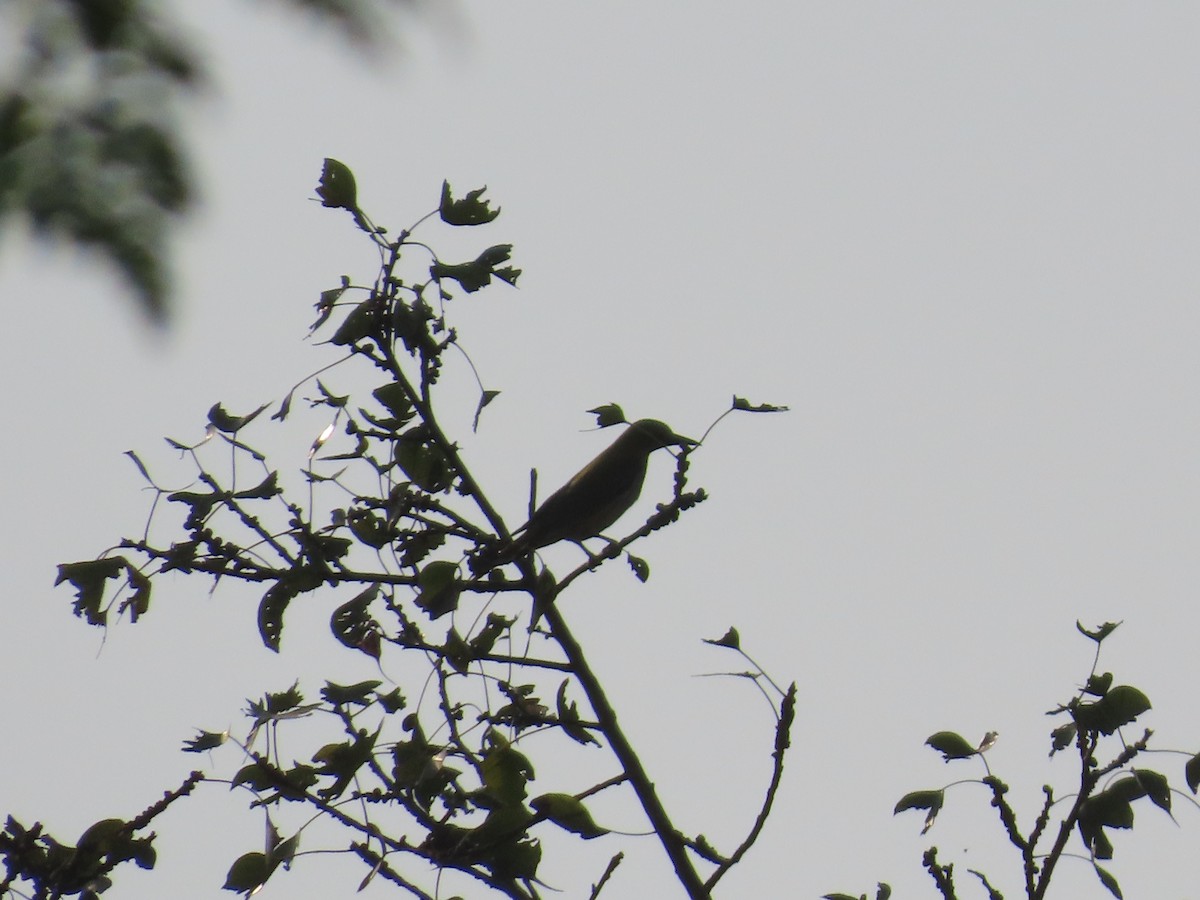 Indian Golden Oriole - ML646241337