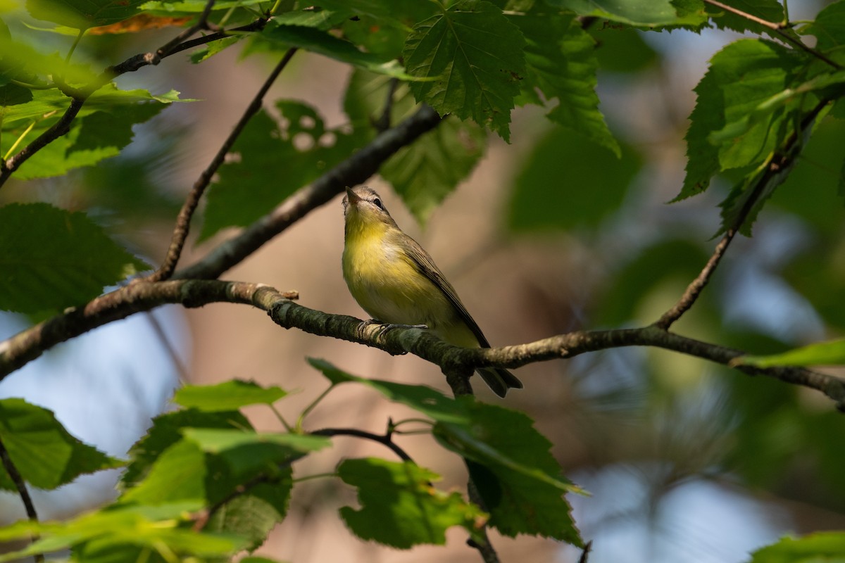 Bireo filadelfiarra - ML646241338