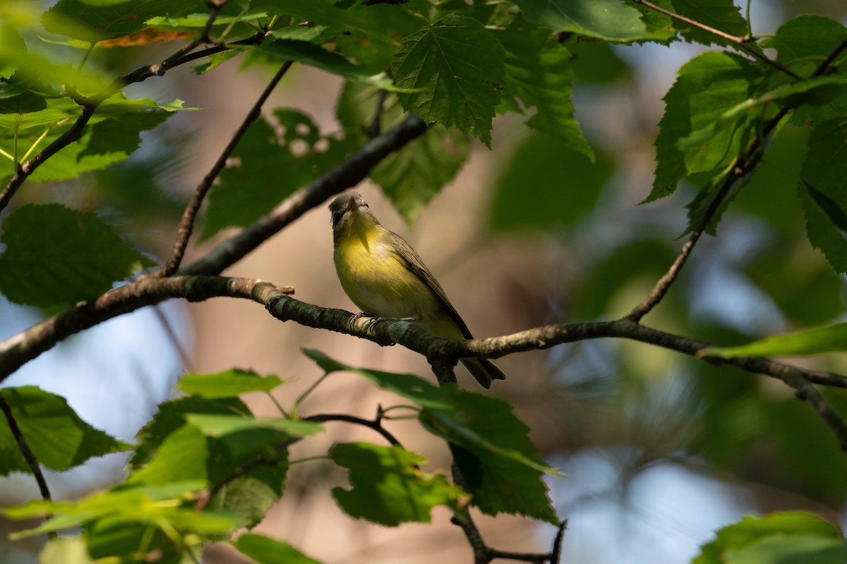 Bireo filadelfiarra - ML646241341