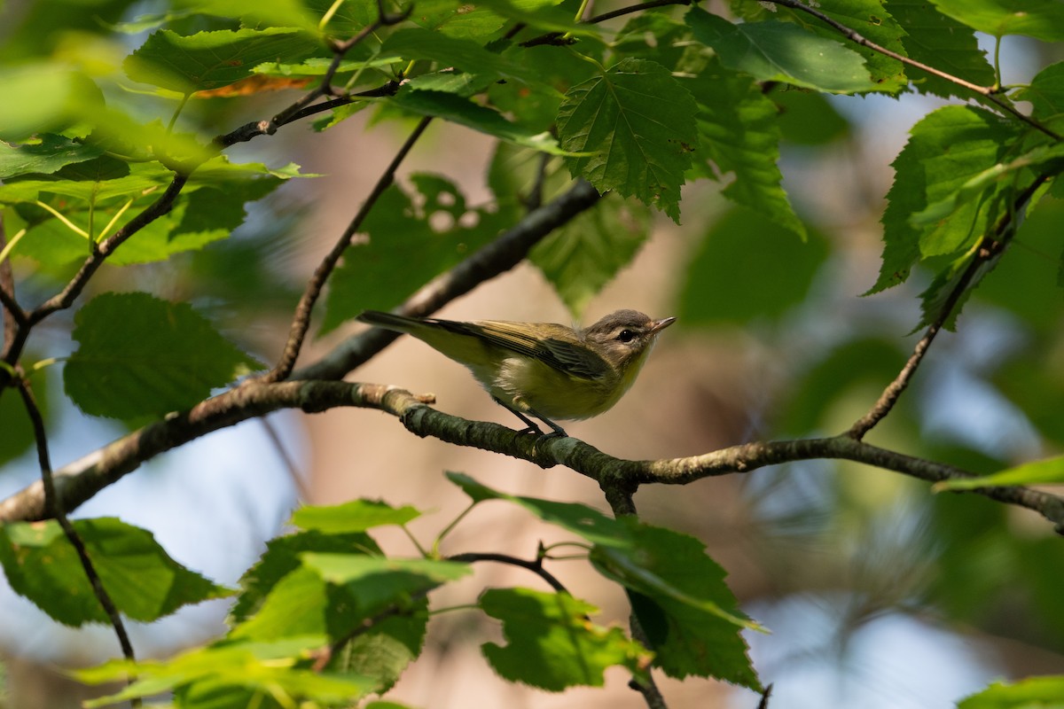 Bireo filadelfiarra - ML646241342