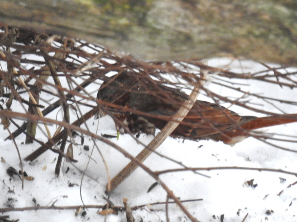 Fox Sparrow - ML646241344