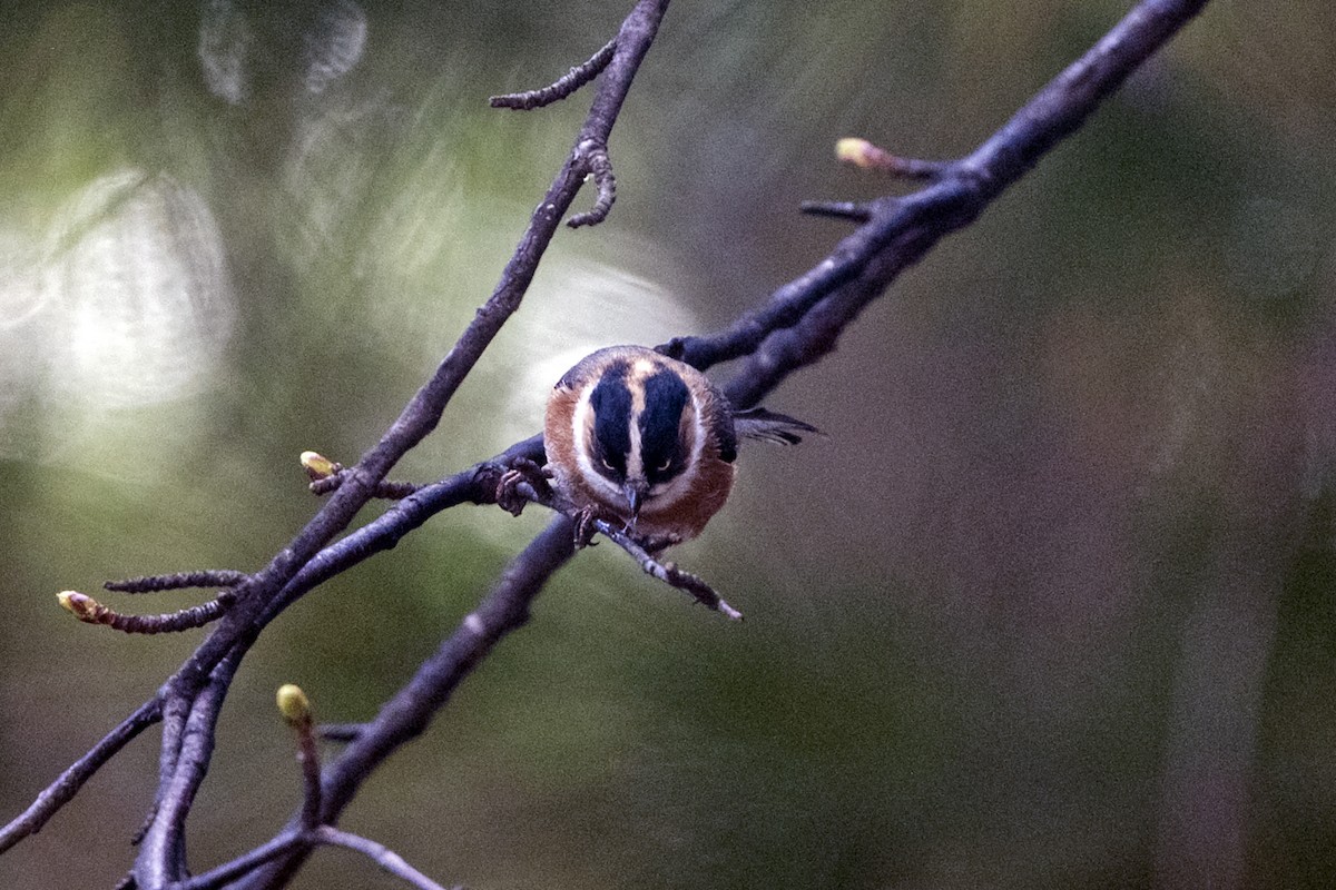 Black-browed Tit (Black-browed) - ML646241345