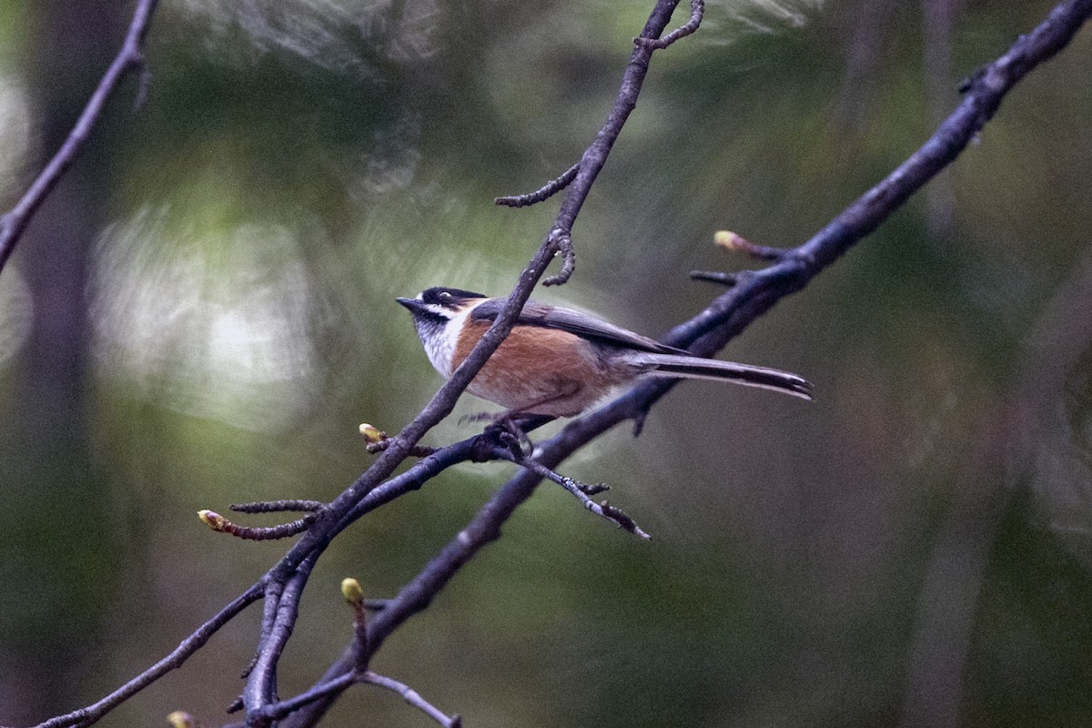 Black-browed Tit (Black-browed) - ML646241346