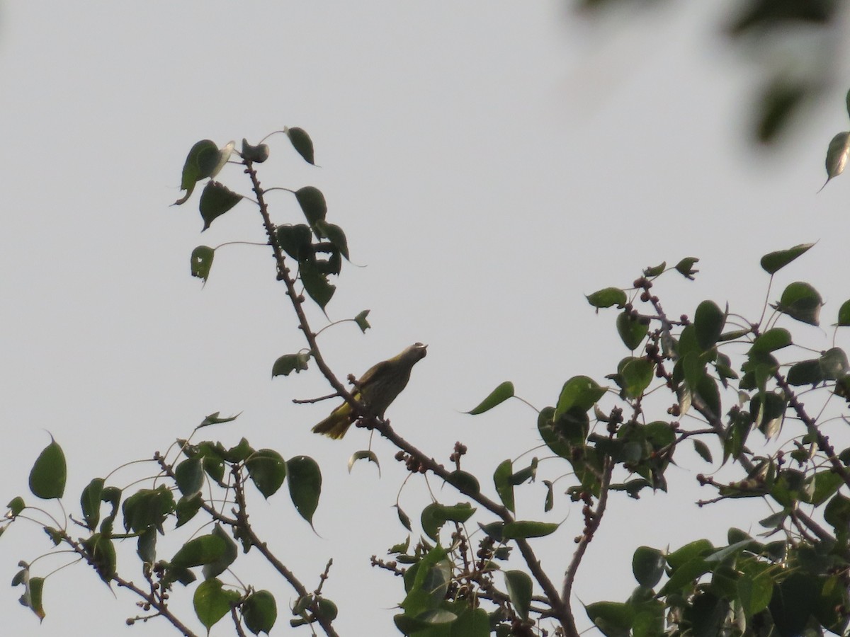 Indian Golden Oriole - ML646241347