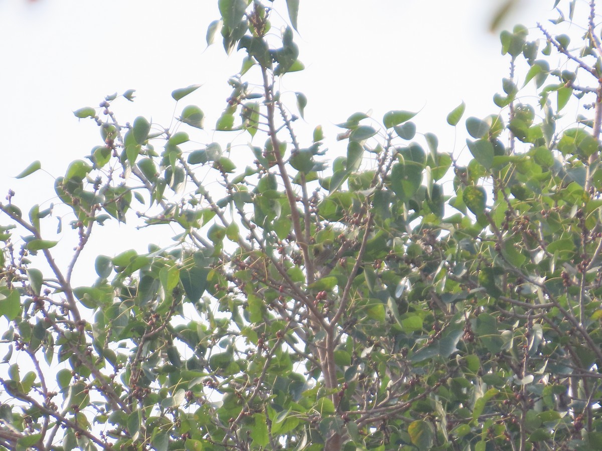 Indian Golden Oriole - ML646241348