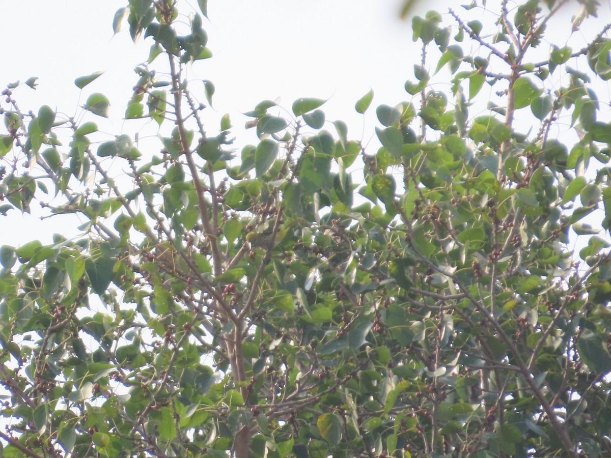 Indian Golden Oriole - ML646241349