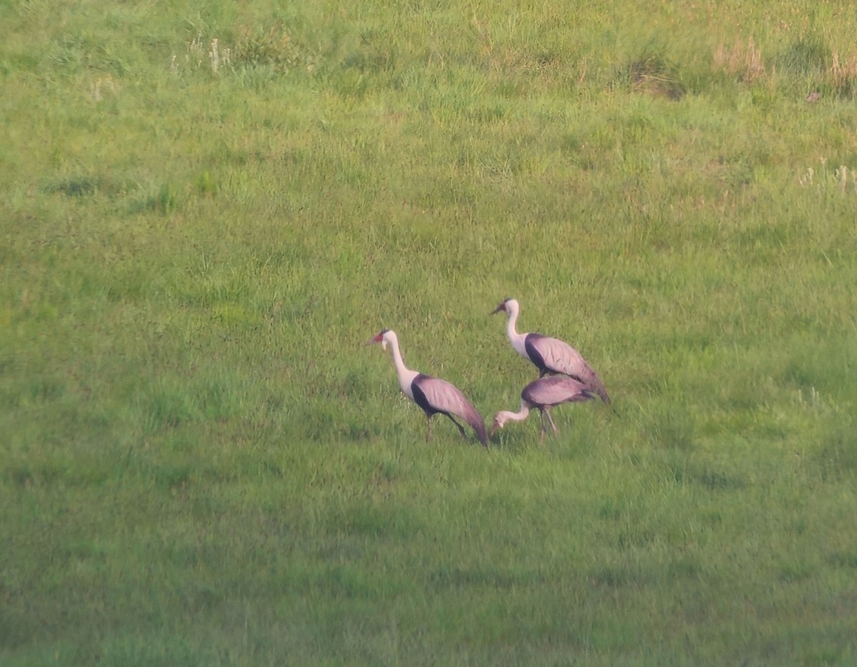 Wattled Crane - ML646241353