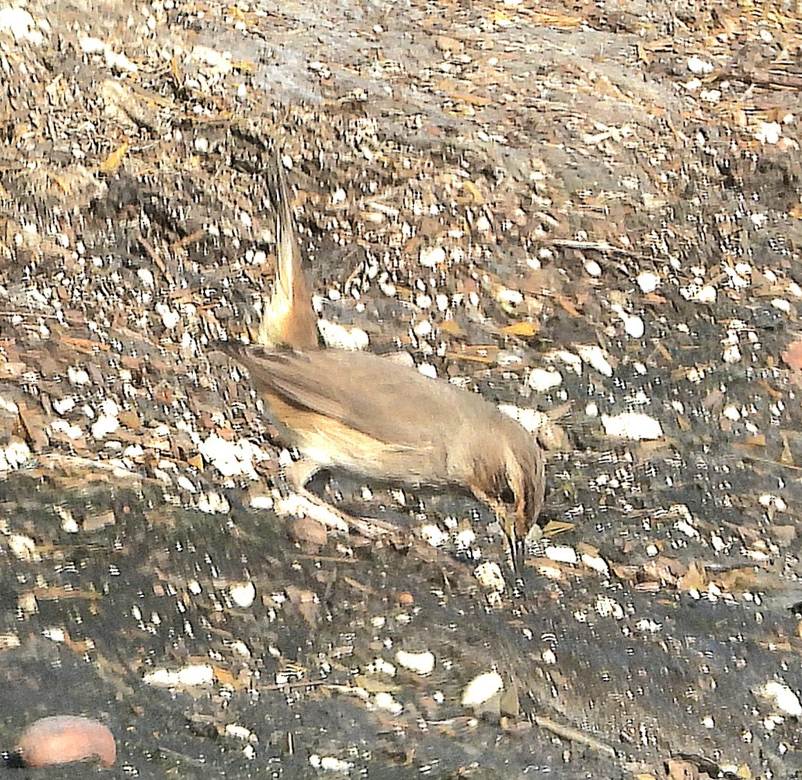 Bluethroat - ML646241357