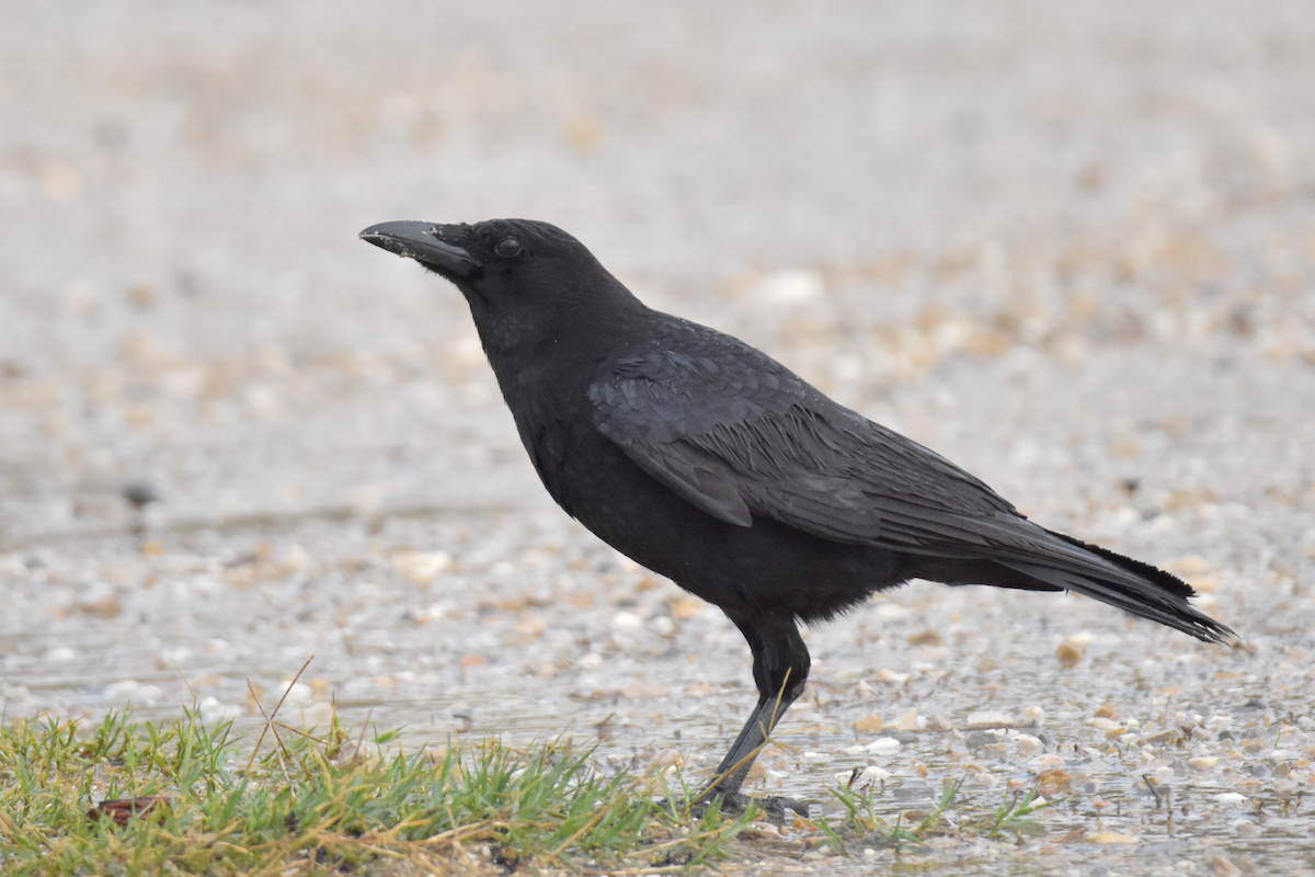 Carrion Crow - ML646241358