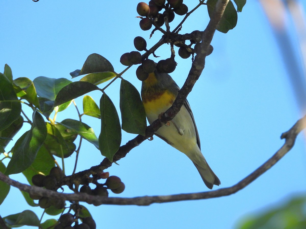 Очковая древесница - ML646241360