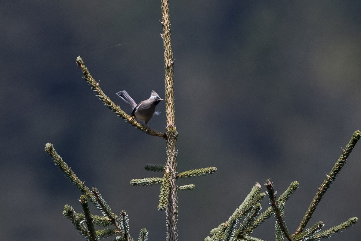 White-collared Yuhina - ML646241361