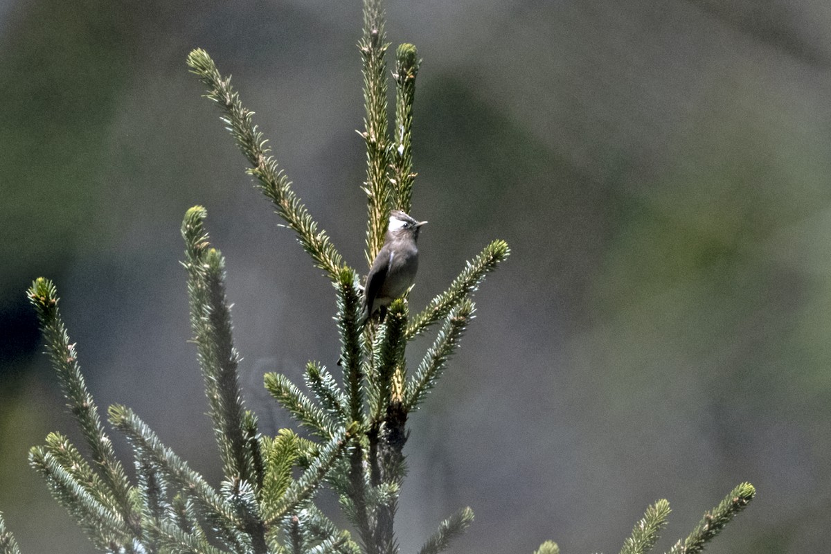 White-collared Yuhina - ML646241362