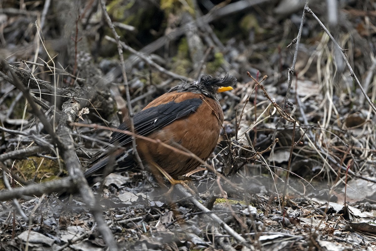 Chestnut Thrush (Gray-headed) - ML646241374