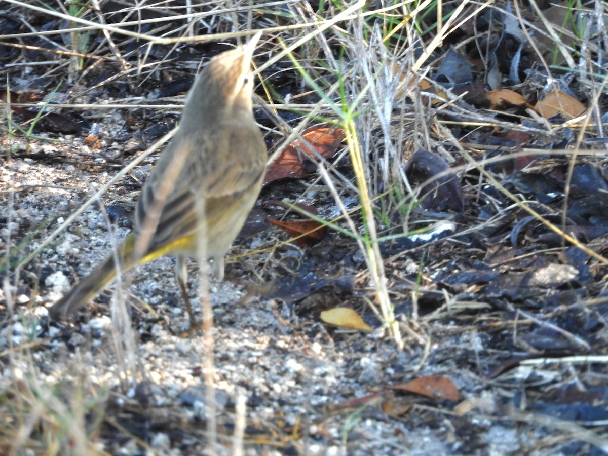 Palm Warbler - ML646241375