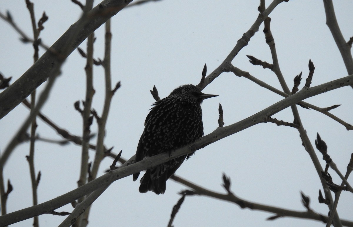 European Starling - ML646241384