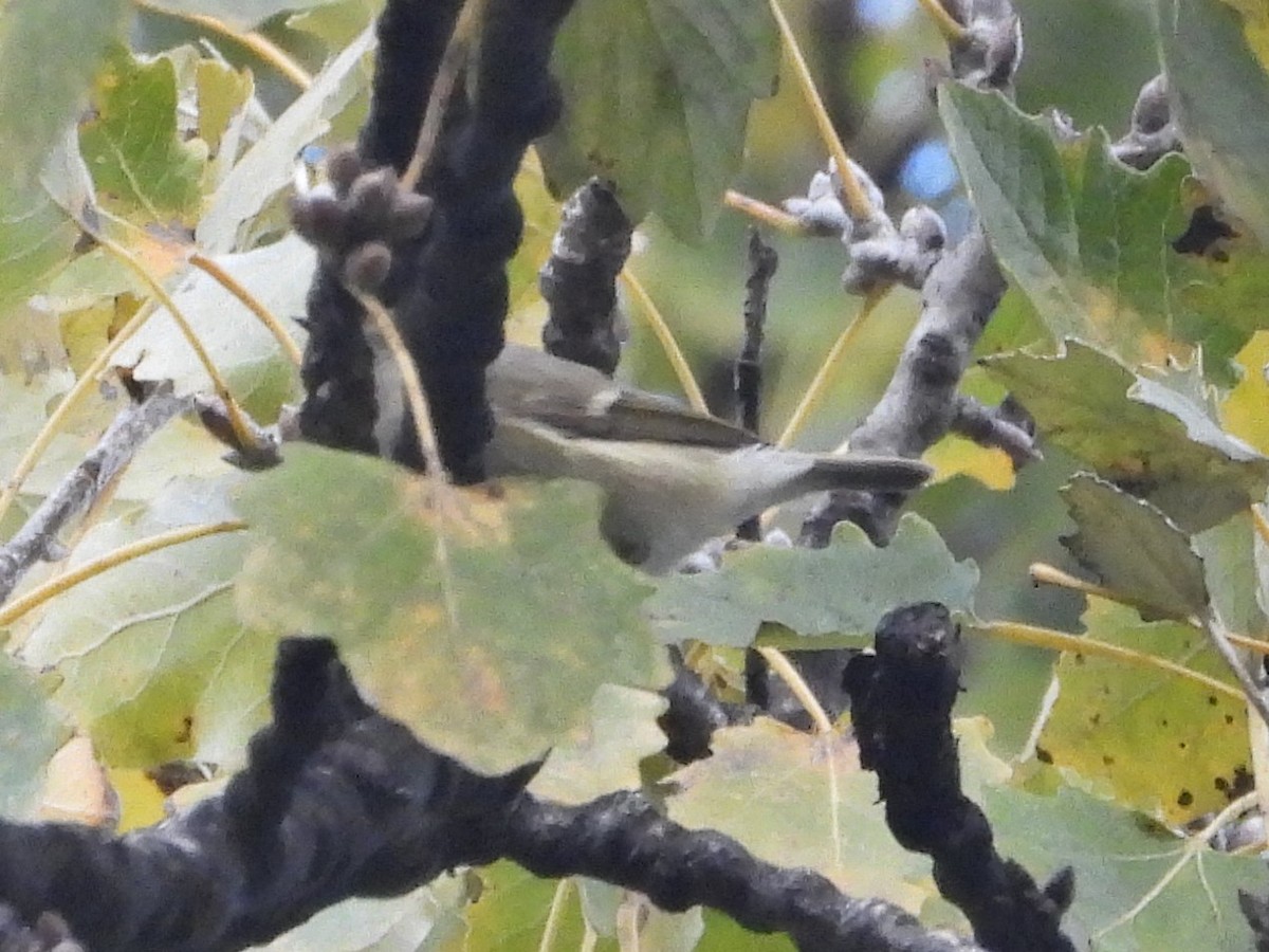 Hume's Warbler - ML646241386