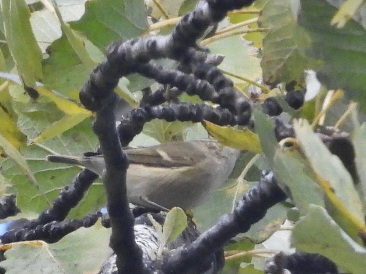 Hume's Warbler - ML646241387