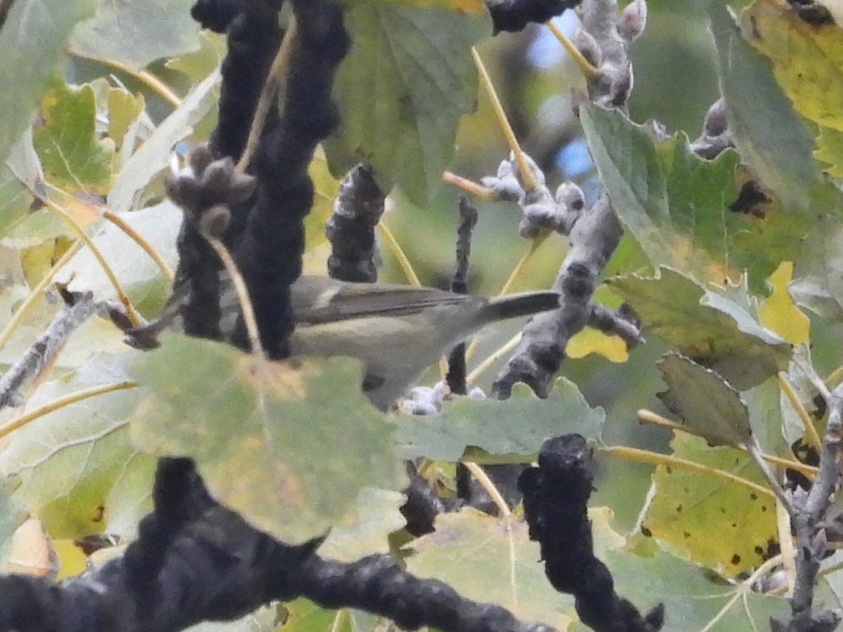 Hume's Warbler - ML646241388