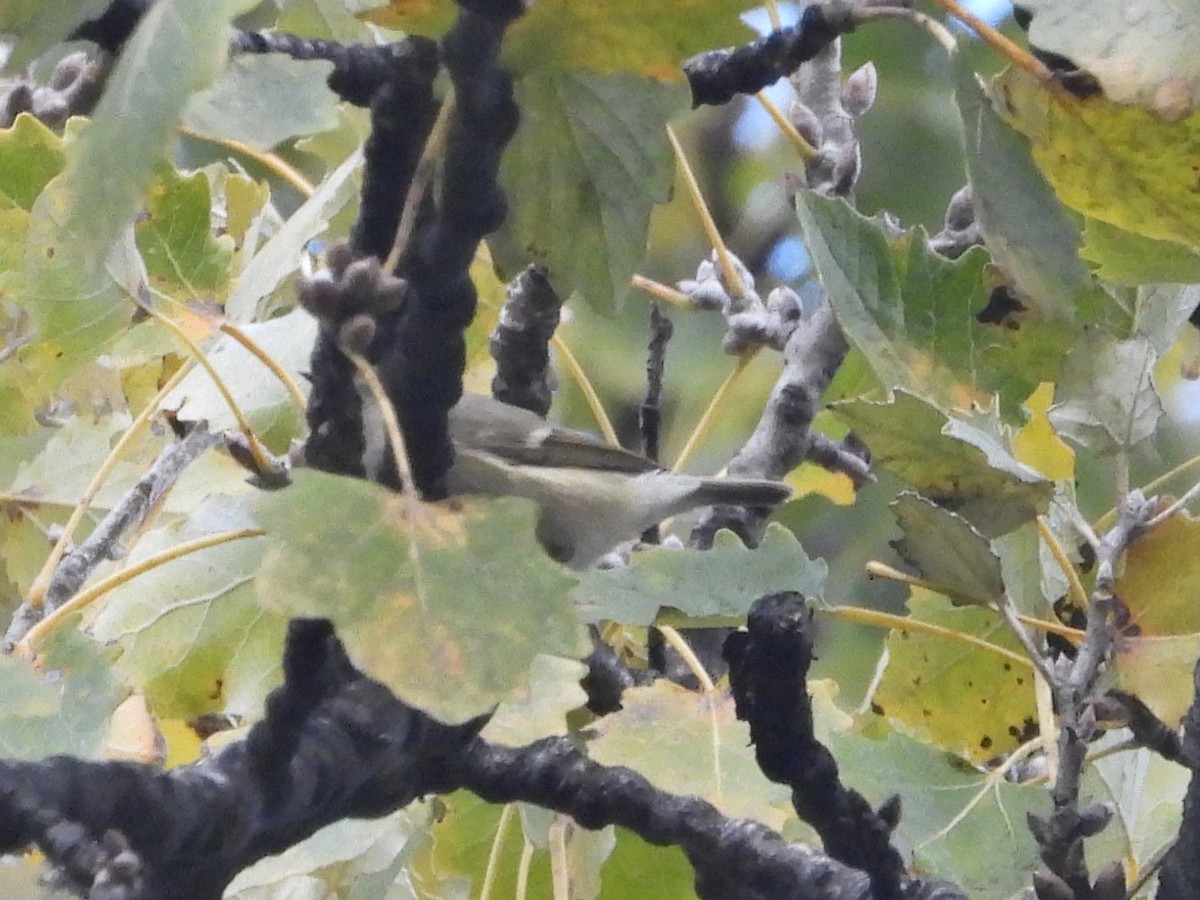 Hume's Warbler - ML646241389