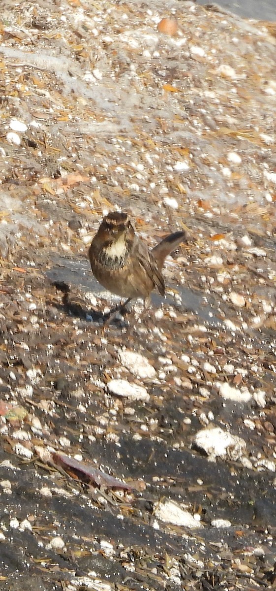 Bluethroat - ML646241393