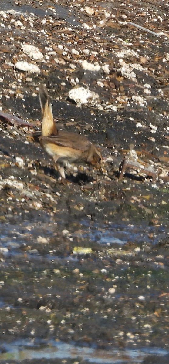 Bluethroat - ML646241394