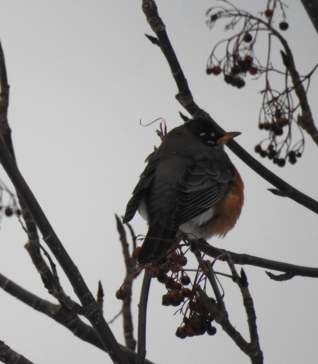 American Robin - ML646241402