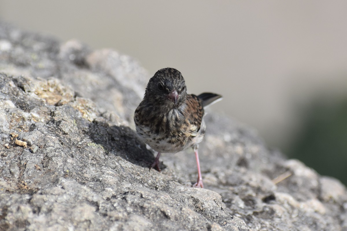Dark-eyed Junco - ML646241427