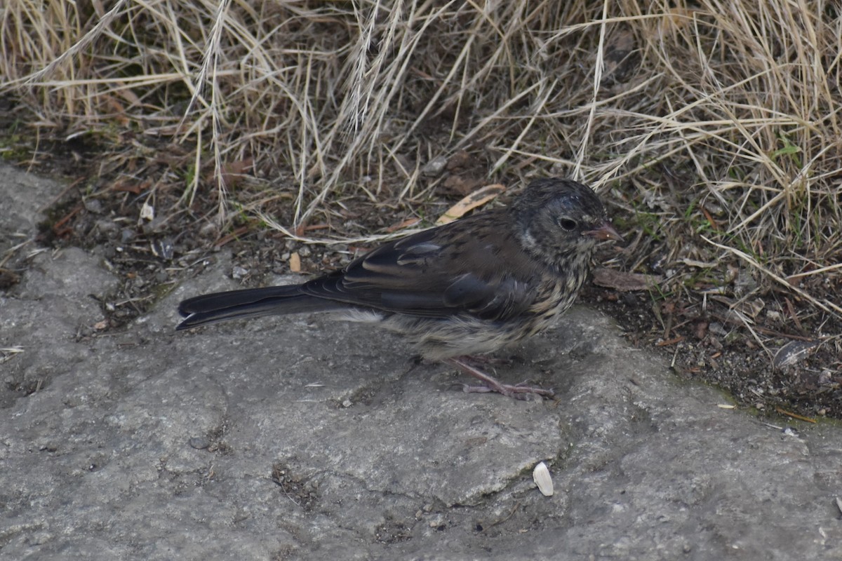 Dark-eyed Junco - ML646241429