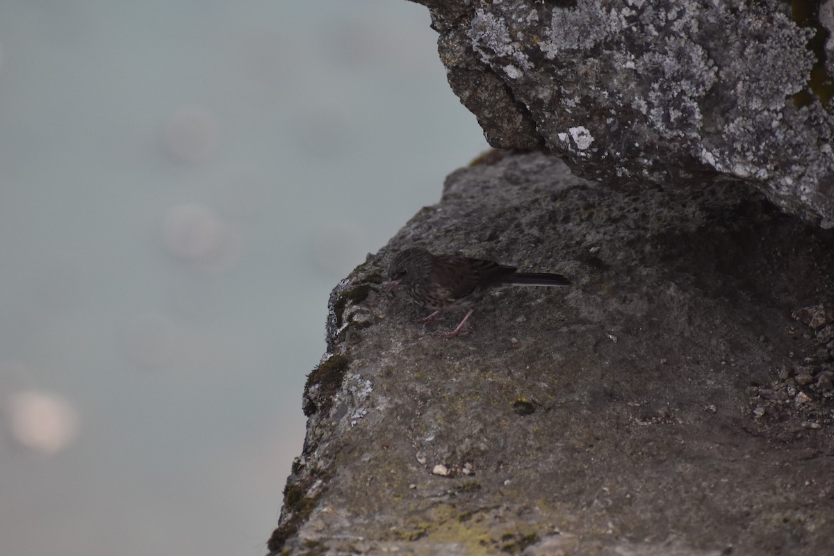 Dark-eyed Junco - ML646241430