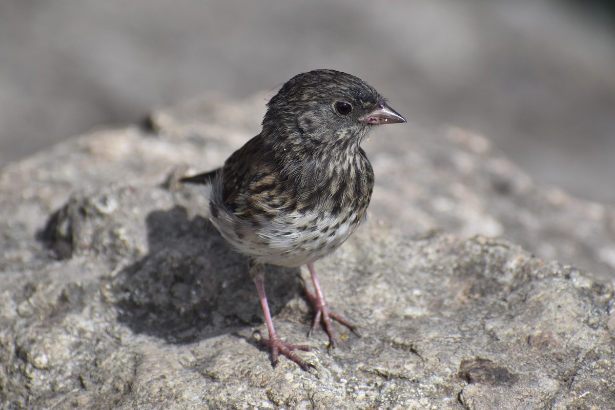 Dark-eyed Junco - ML646241431