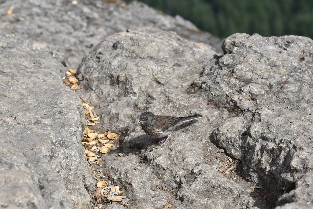 Dark-eyed Junco - ML646241432