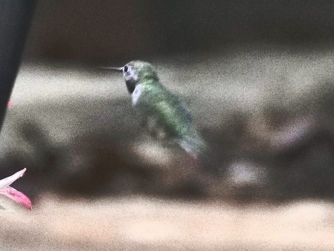 フトオハチドリ - ML646241433