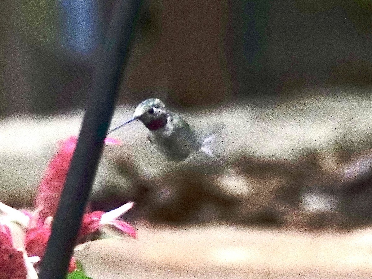 フトオハチドリ - ML646241434