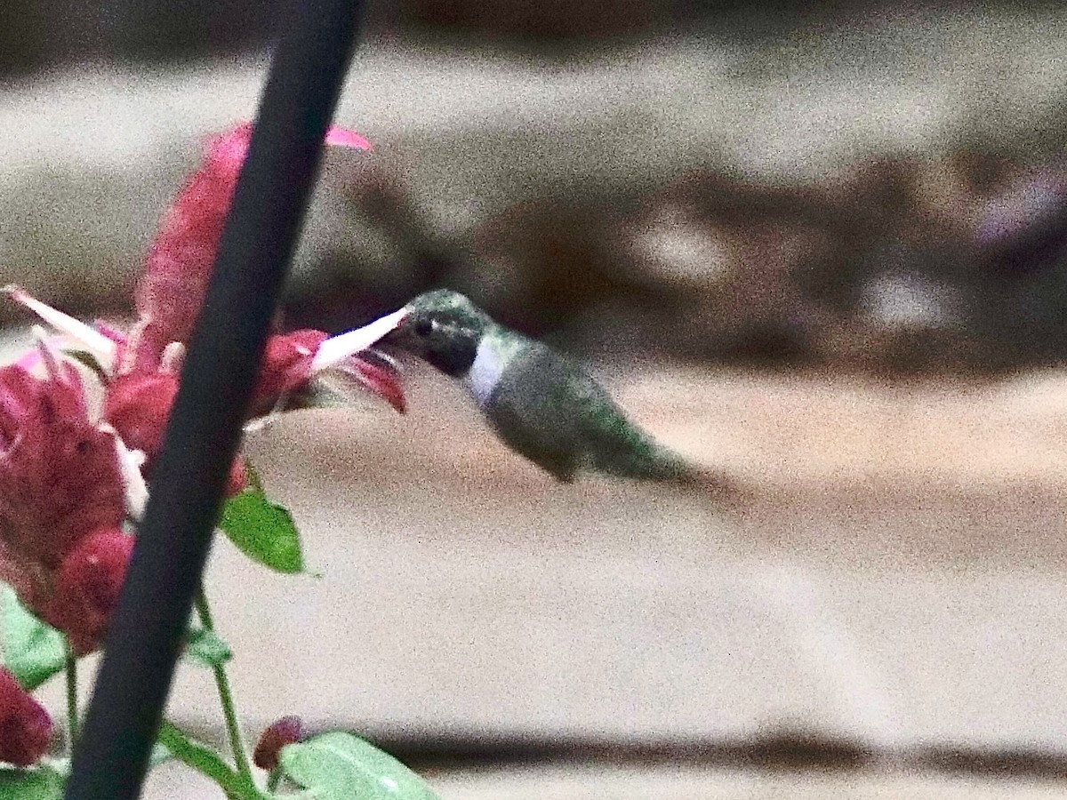 フトオハチドリ - ML646241435