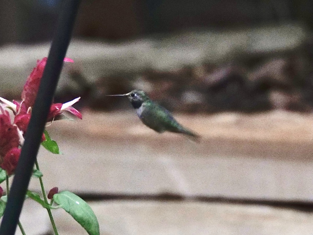 フトオハチドリ - ML646241436