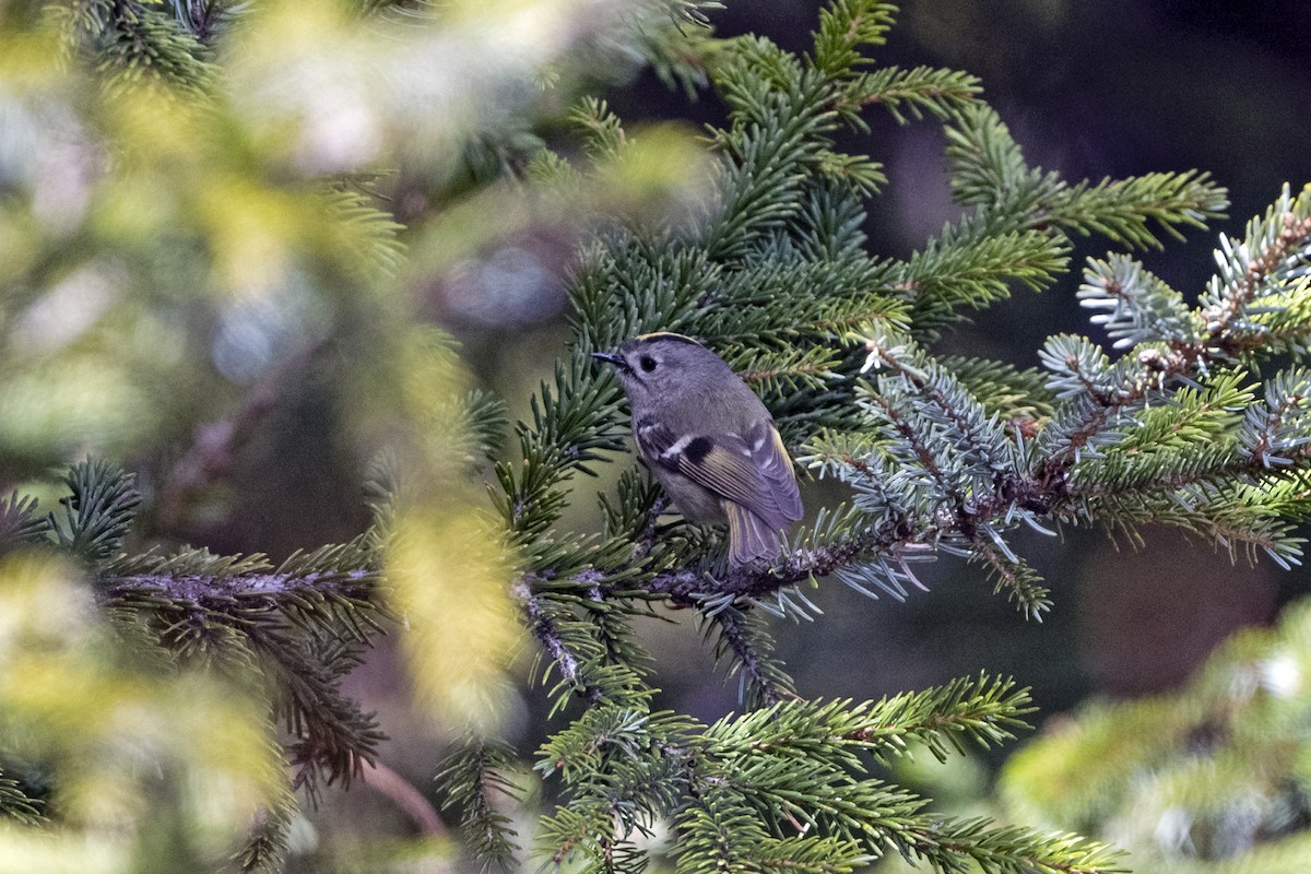 Goldcrest (Asian) - ML646241438