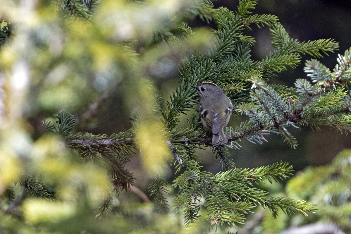 Goldcrest (Asian) - ML646241439