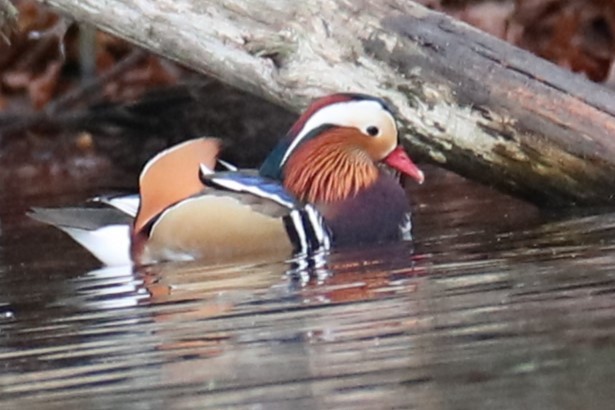 Mandarin Duck - ML646241440