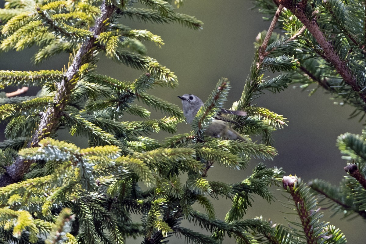 Goldcrest (Asian) - ML646241446