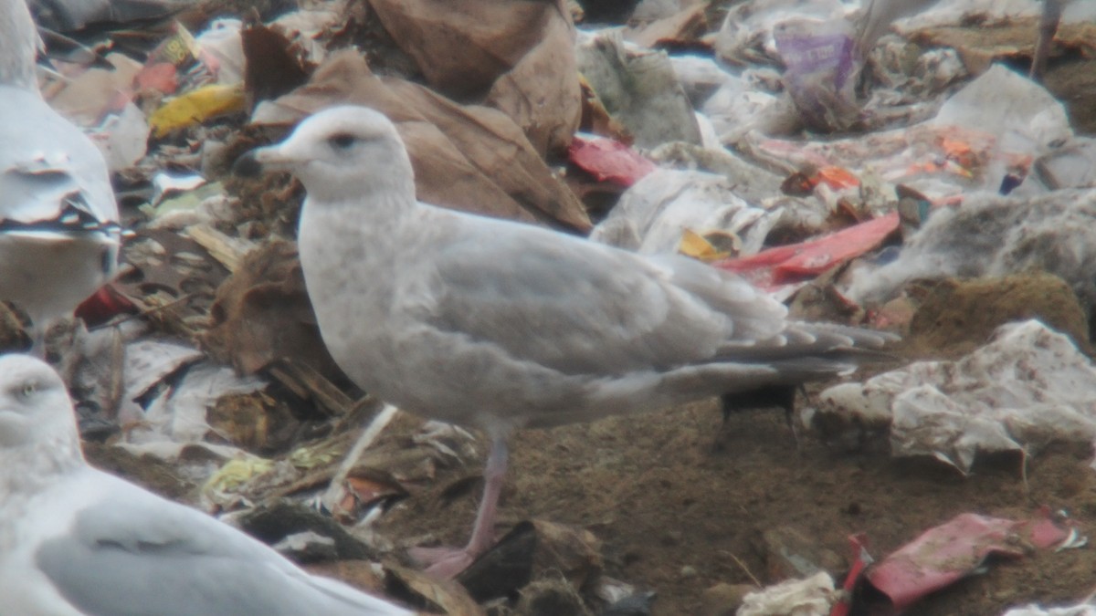 Polarmöwe - ML646241454