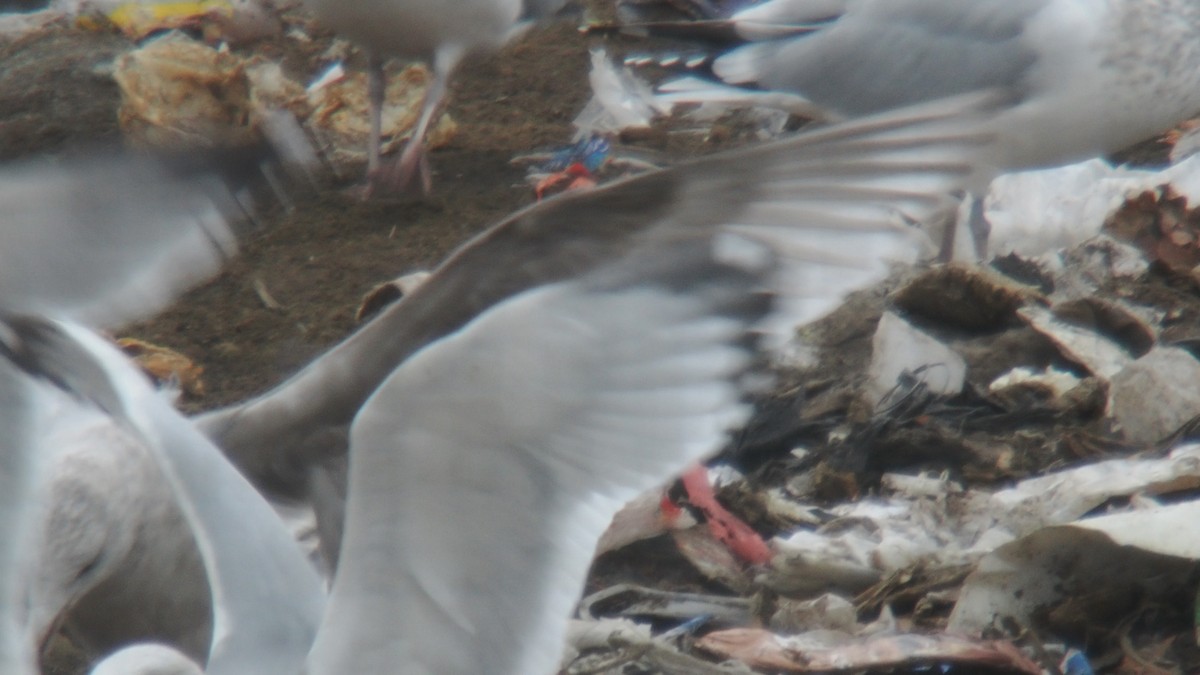 Polarmöwe - ML646241455