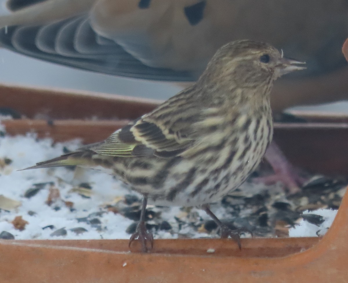 Pine Siskin - ML646241456