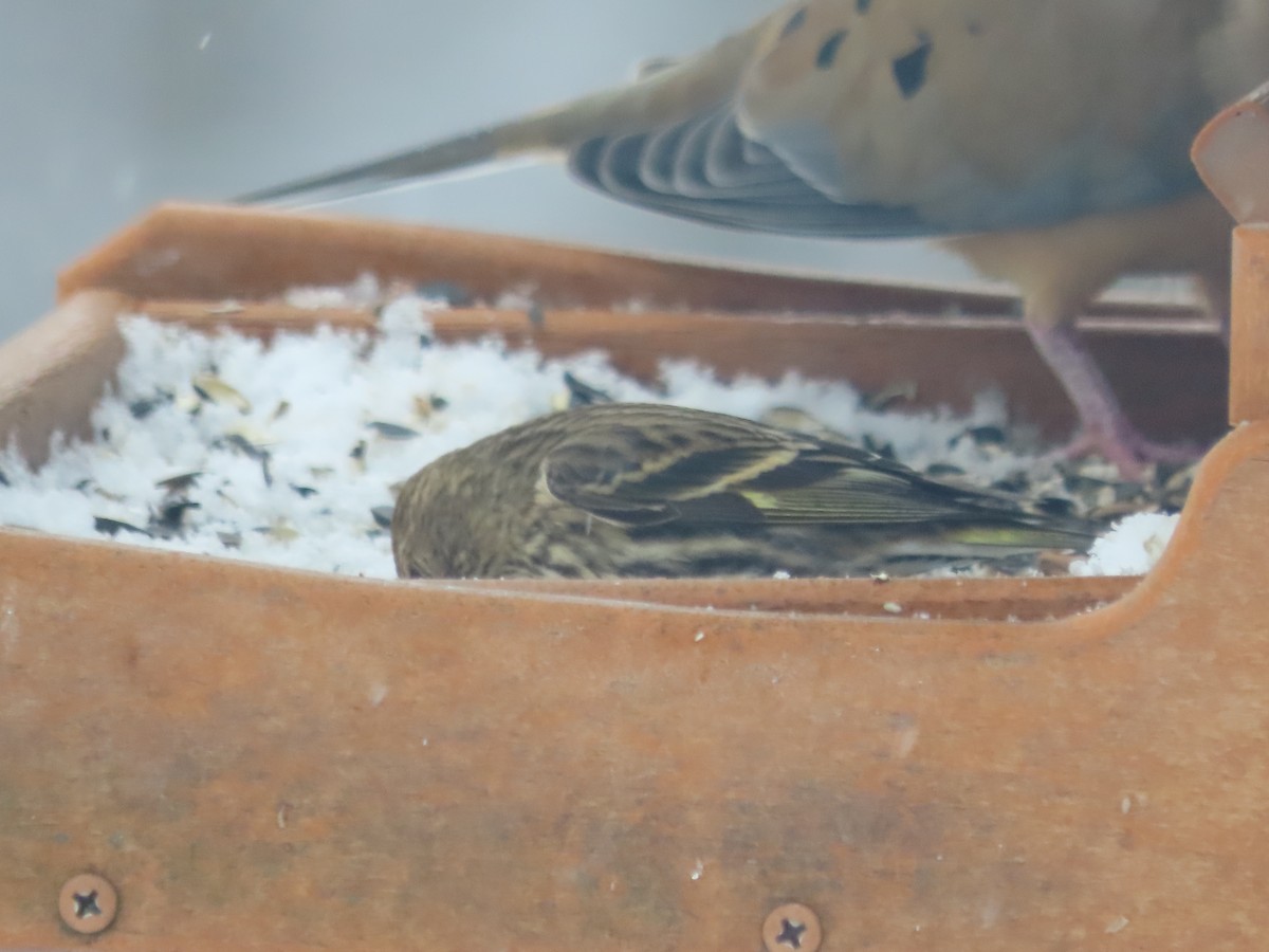 Pine Siskin - ML646241458